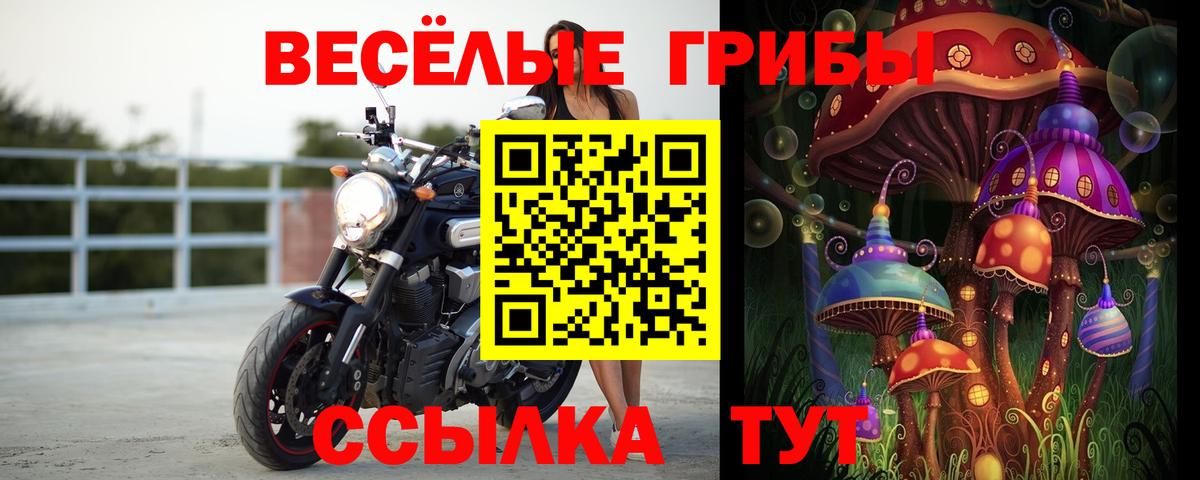 Псилоцибиновые грибы Psilocybine cubensis Геленджик
